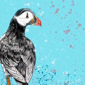 Image of Puffin by Stuart Roy